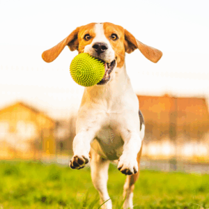 dog Others