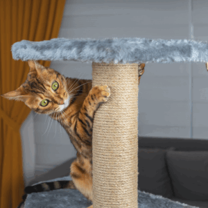 cat Others