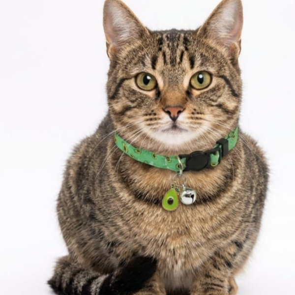 Breakway cat collars bells diffrent colour - style 25
