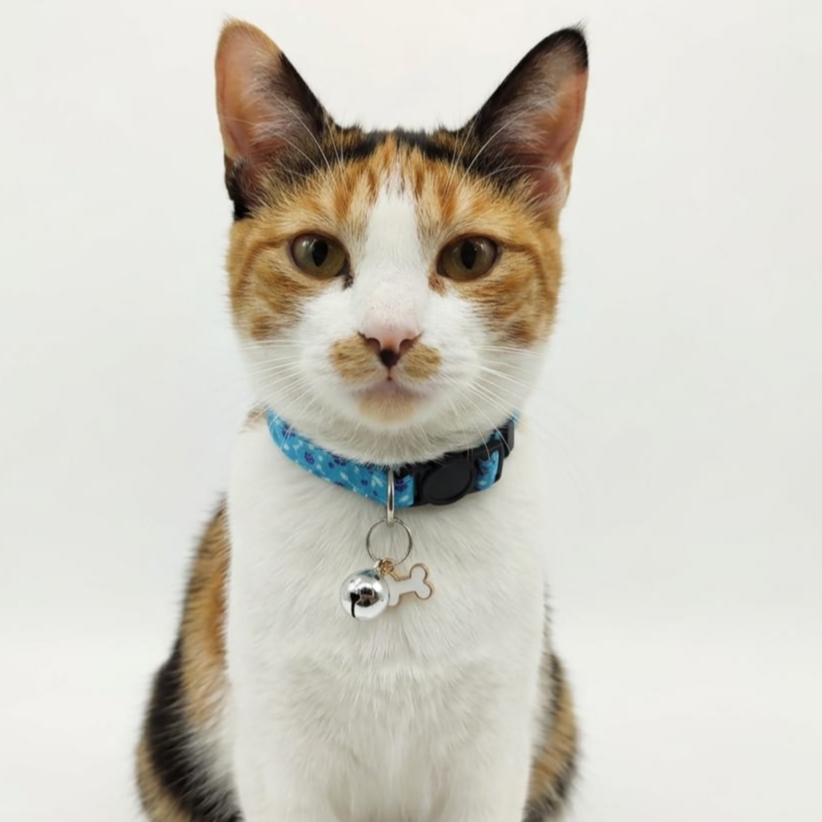Breakway cat collars bells diffrent colour - style 5
