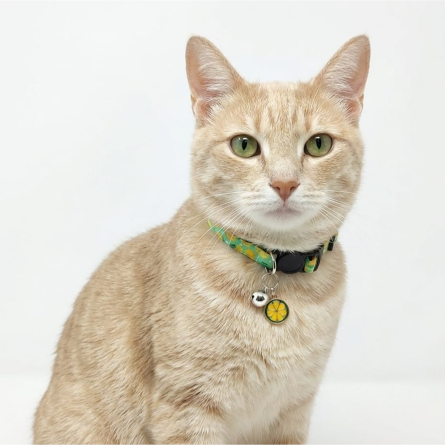 Breakway cat collars bells diffrent colour - style 7